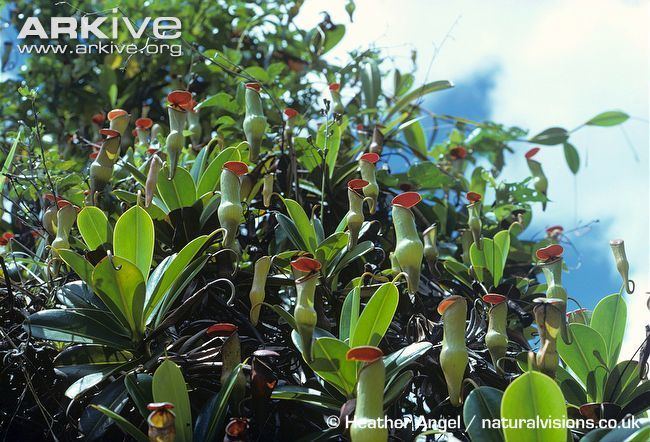 Nepenthes pervillei Pitcher plant photo Nepenthes pervillei G36604 ARKive