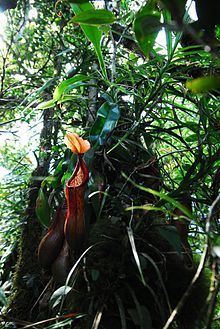 Nepenthes petiolata httpsuploadwikimediaorgwikipediacommonsthu