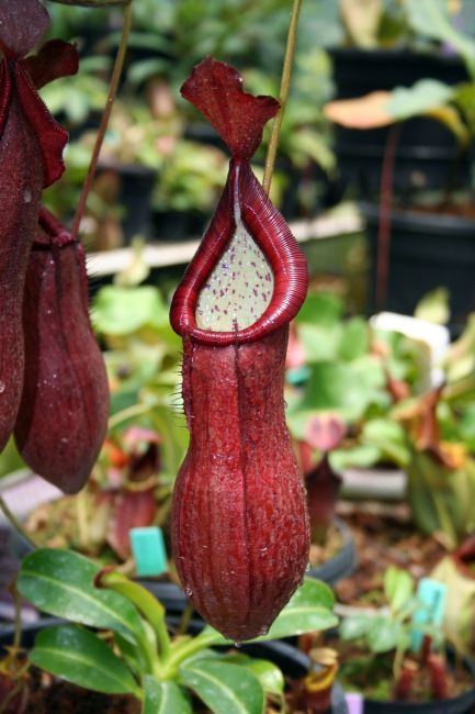 Nepenthes petiolata PITCHER OF THE MONTH CONTEST MARCH 2007 Carnivorous Plants in the