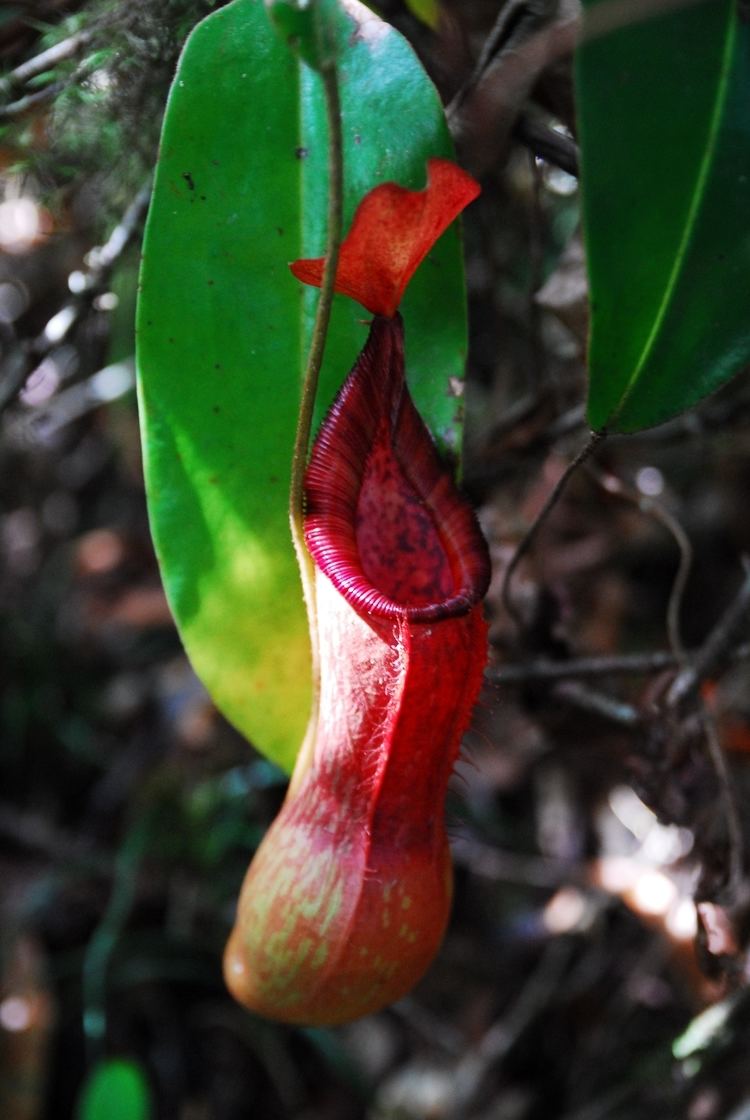 Nepenthes petiolata Nepenthes petiolata Mount Masay Philippines We Like to eat meat