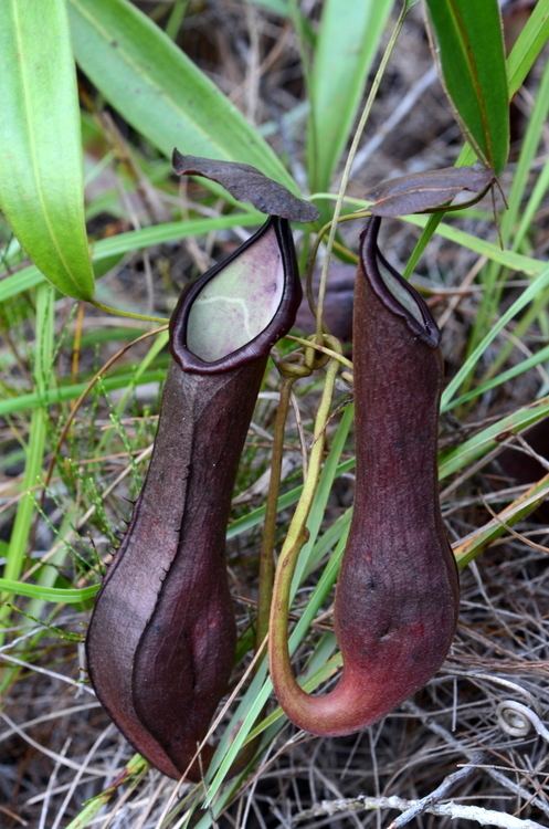 Nepenthes philippinensis Leilani Nepenthes Photo Archives
