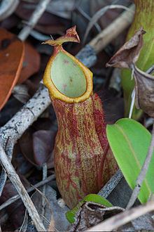 Nepenthes philippinensis httpsuploadwikimediaorgwikipediacommonsthu