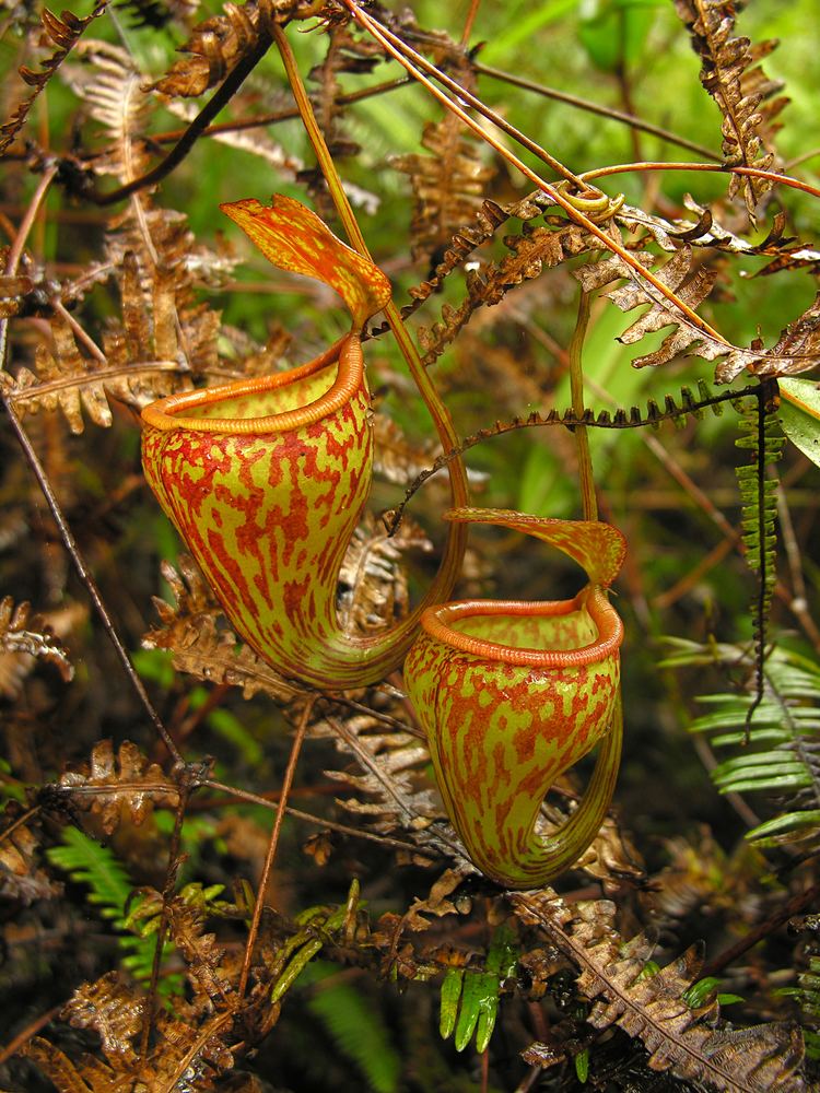 Nepenthes pitopangii Nepenthes pitopangii Indonesia39s newest and rarest species of