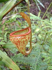 Nepenthes pitopangii httpsuploadwikimediaorgwikipediacommonsthu