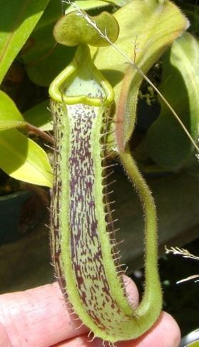 Nepenthes platychila N platychila