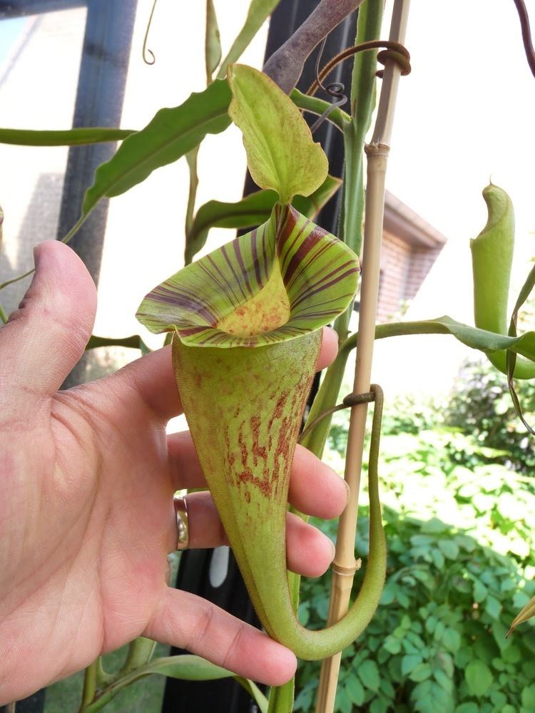 Nepenthes platychila My Nepenthes platychila has reached maturity A garden39s chronicle