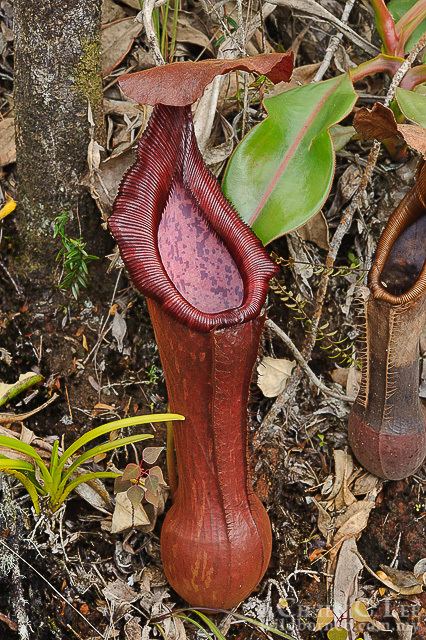 Nepenthes pulchra Stock Photograph of Nepenthes pulchra from Bukidnon Philippines