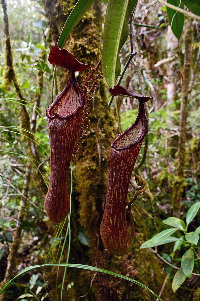 Nepenthes pulchra nepenthes pulchra pitcher plant carnivorous nepenthes pulc Flickr