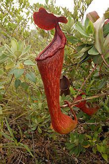 Nepenthes pulchra httpsuploadwikimediaorgwikipediacommonsthu