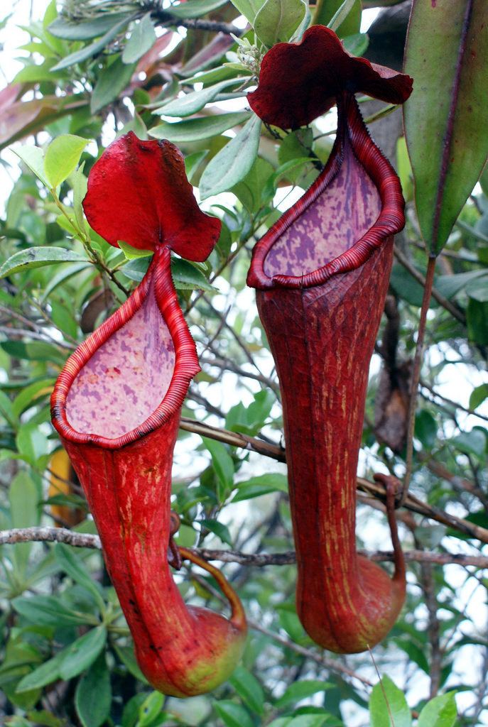 Nepenthes pulchra Nepenthes pulchra Upper pitchers Mt Kiamo Mindanao Flickr