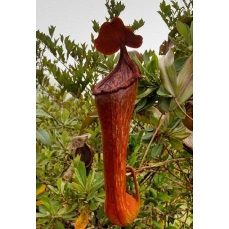 Nepenthes pulchra Nepenthes Pulchra for Sale Rare Nepenthes from Mindanao