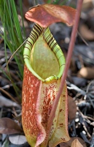 Nepenthes rafflesiana rafflesiana 39Giant39