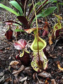 Nepenthes rafflesiana httpsuploadwikimediaorgwikipediacommonsthu
