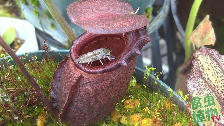 Nepenthes rajah Nepenthes rajah eat huge fly YouTube