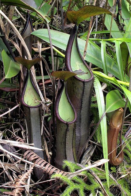 Nepenthes ramispina Nepenthes Ramispina Black Knight Very RARE Highland Pitcher