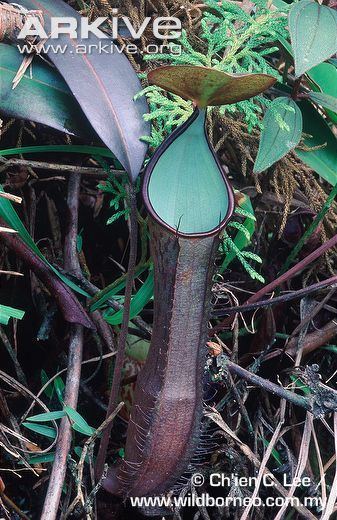 Nepenthes ramispina Pitcher plant videos photos and facts Nepenthes ramispina ARKive