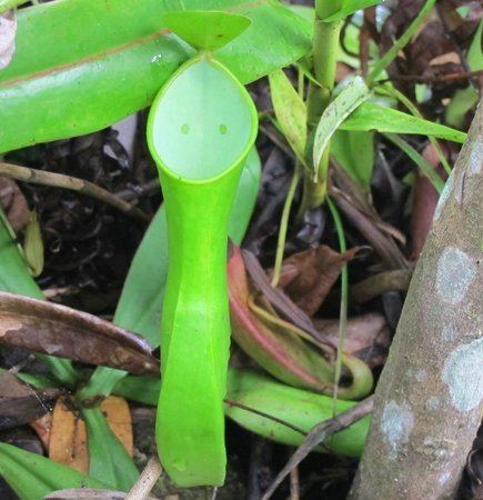 Nepenthes reinwardtiana Nepenthes reinwardtiana endemic to Borneo and Sumatra Picture
