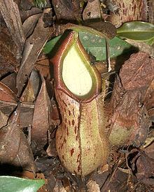 Nepenthes rhombicaulis httpsuploadwikimediaorgwikipediacommonsthu