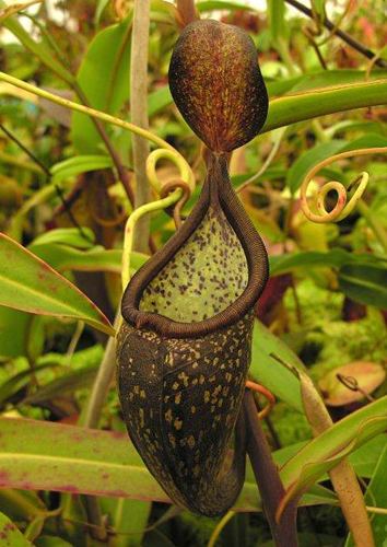 Nepenthes rigidifolia Nepenthes rigidifolia Ark of Life stopping extinction