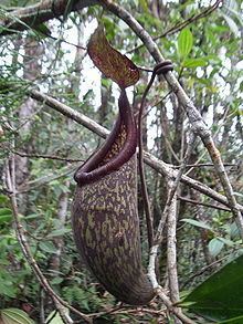 Nepenthes rigidifolia httpsuploadwikimediaorgwikipediacommonsthu