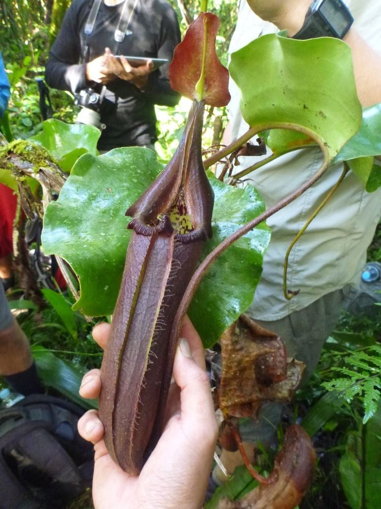 Nepenthes robcantleyi Looking for Nepenthes robcantleyi in Mindanao Philippines A