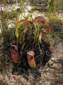 Nepenthes rowaniae httpsuploadwikimediaorgwikipediacommonsthu