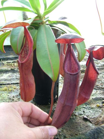 Nepenthes sanguinea sanguinea Large Nepenthes Monkey Cup