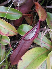 Nepenthes sanguinea httpsuploadwikimediaorgwikipediacommonsthu