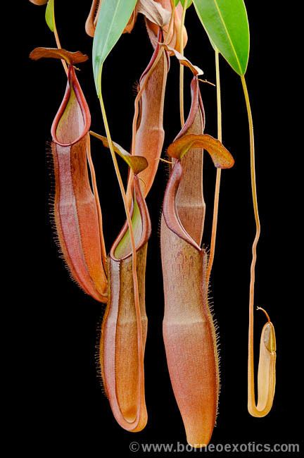 Nepenthes sanguinea sanguinea Nepenthes Monkey Cup