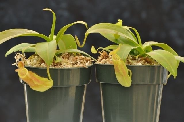 Nepenthes sanguinea Nepenthes sanguinea for sale Grow Carnivorous Plants