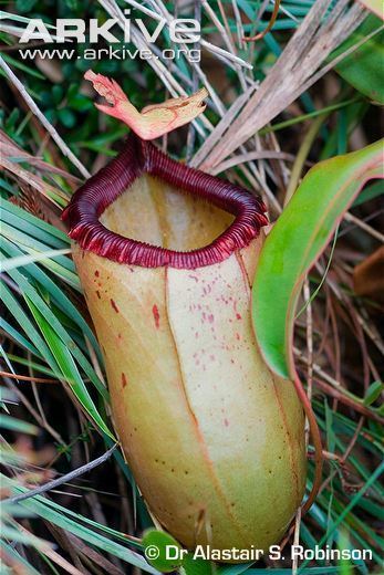 Nepenthes sibuyanensis Nepenthes photo Nepenthes sibuyanensis G94511 ARKive