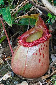 Nepenthes sibuyanensis httpsuploadwikimediaorgwikipediacommonsthu