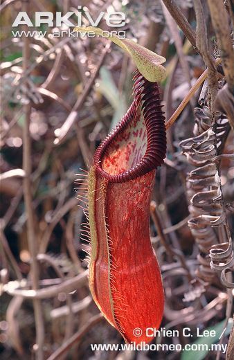 Nepenthes singalana Pitcher plant videos photos and facts Nepenthes singalana ARKive