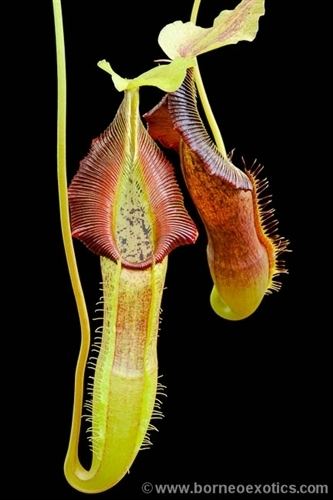 Nepenthes singalana singalana Belirang