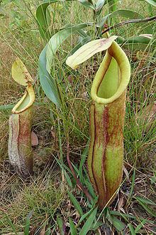 Nepenthes smilesii httpsuploadwikimediaorgwikipediacommonsthu