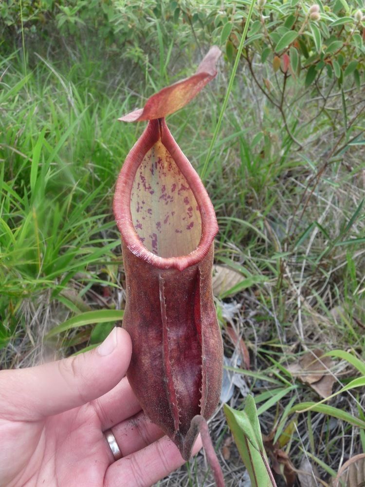 Nepenthes smilesii Nepenthes smilesii in Tay Ninh Province southern Vietnam A