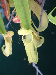 Nepenthes sp. Misool httpsuploadwikimediaorgwikipediacommonsthu