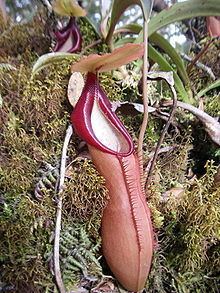 Nepenthes spathulata Nepenthes spathulata Wikipedia