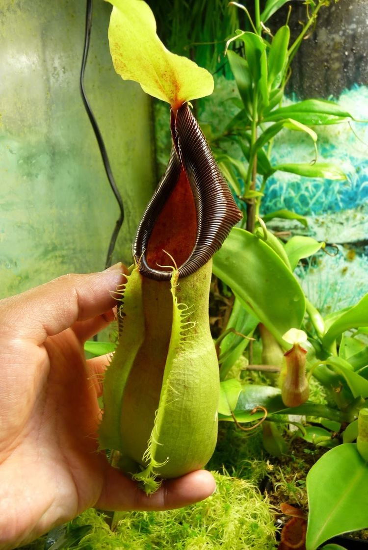 Nepenthes spathulata The Nepenthes spathulata quotcomplexquot A garden39s chronicle