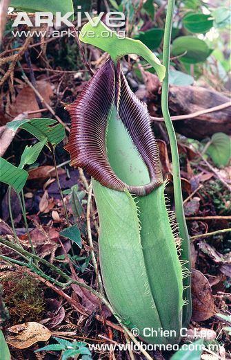 Nepenthes spathulata Pitcher plant videos photos and facts Nepenthes spathulata ARKive