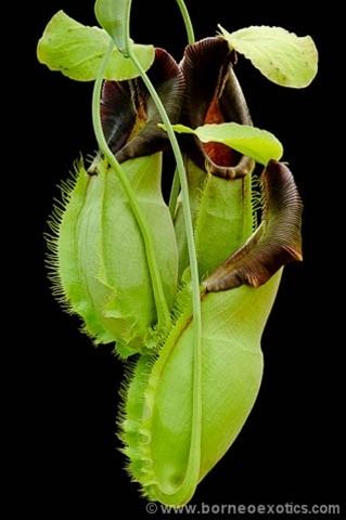 Nepenthes spathulata spathulata