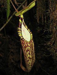 Nepenthes spectabilis httpsuploadwikimediaorgwikipediacommonsthu