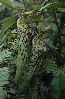 Nepenthes stenophylla httpsuploadwikimediaorgwikipediacommonsthu