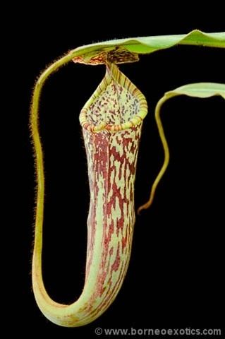 Nepenthes stenophylla stenophylla
