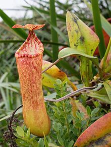 Nepenthes sumagaya httpsuploadwikimediaorgwikipediacommonsthu