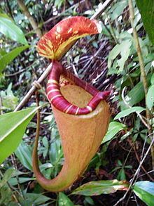 Nepenthes sumatrana httpsuploadwikimediaorgwikipediacommonsthu