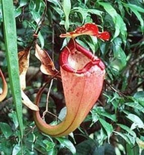 Nepenthes sumatrana sumatrana