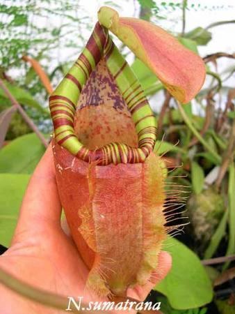 Nepenthes sumatrana Nepenthes sumatrana photos