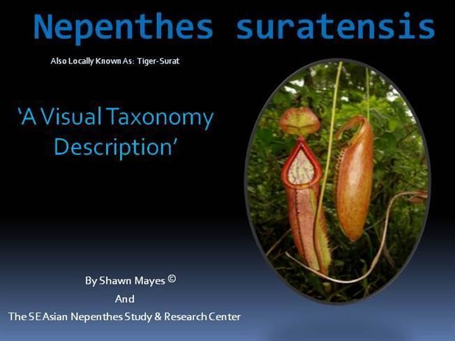 Nepenthes suratensis Nepenthes Suratensis 1 Compressed 7 5 11 English authorSTREAM