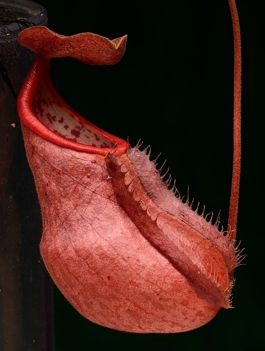 Nepenthes suratensis Nepenthes suratensis photos